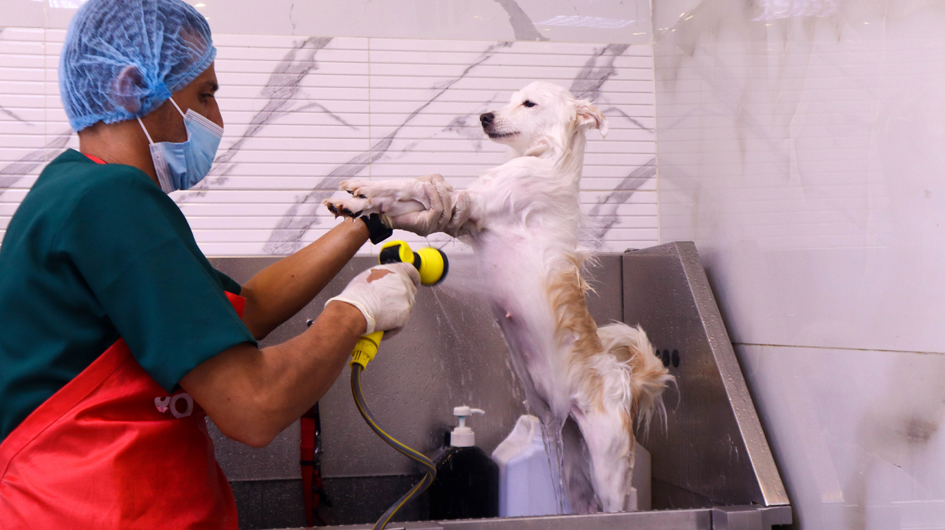 Tips for Stress-Free Grooming Sessions